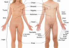 Female Human Body Parts