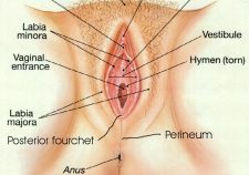 How Many Holes Do Females Have Vagina