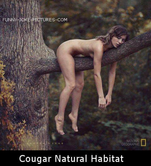 National Geographic Cougar Sleeping In Tree