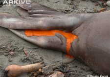 Southern Elephant Seal Size