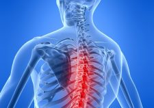 Spinal Cord