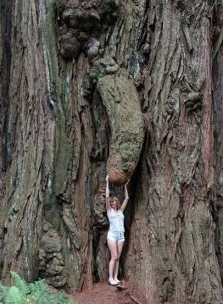 Trees That Look Like Dick S