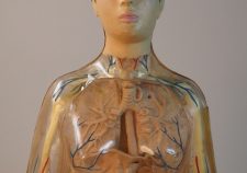 Visible Woman Kit